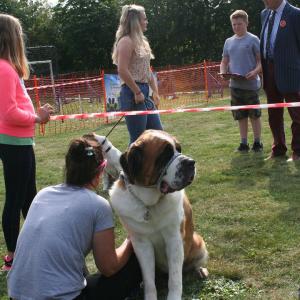 Mabel the St Bernard