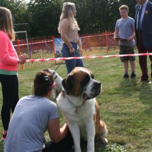 St Bernard the dog to take home