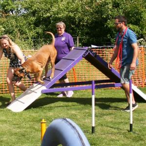 2022DogShow11