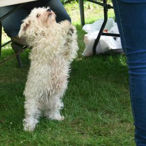 2022DogShow26