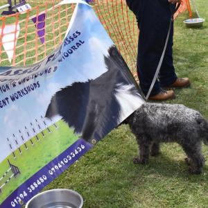 PawsofParham06