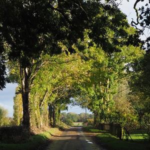 Rob Scott Green Lane