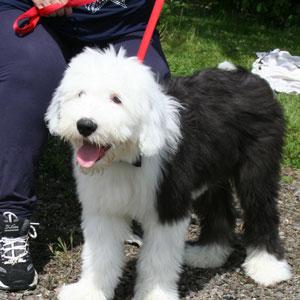 dog day 06web