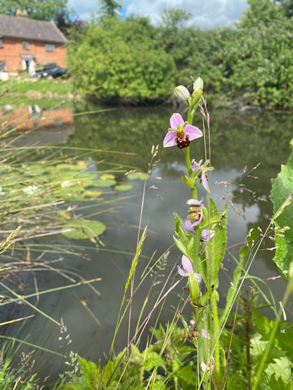 bee orchidmike